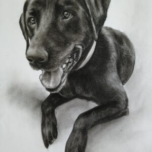 Dog Portrait Drawing from Photo