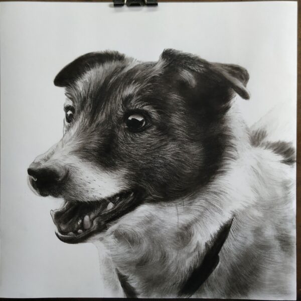 dog portrait drawing from photo service